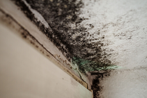 dangerous black mold from moisture